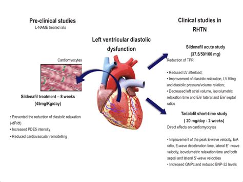 diastolic lv dysfunction|lv diastolic dysfunction prognosis.